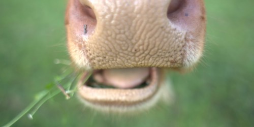 Thumbnail for 'Watch webinar recording: Why grazing livestock is vital for landscape and biodiversity'
