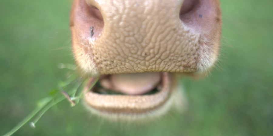 Main image for 'Watch webinar recording: Why grazing livestock is vital for landscape and biodiversity'