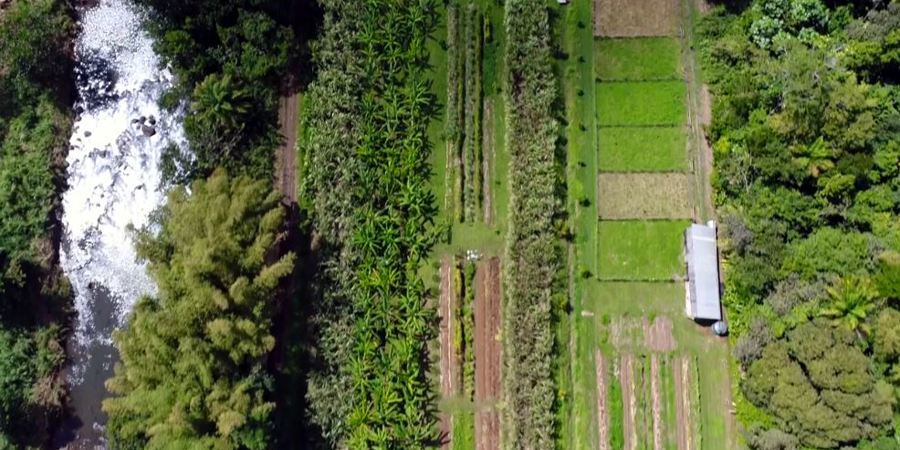 Main image for 'A transition to climate-smart agriculture in Guadeloupe '