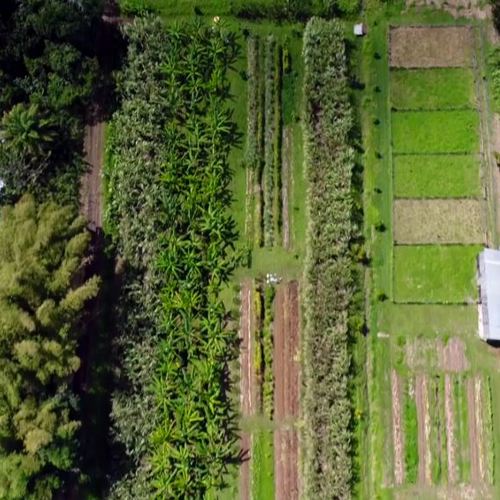 Thumbnail for 'A transition to climate-smart agriculture in Guadeloupe ' page