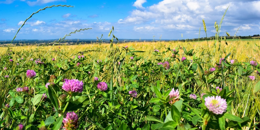 Main image for 'Agroecology-TRANSECT Virtual Roadshow'