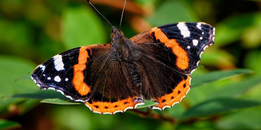 Main image for 'Europe-wide Butterfly Survey 2025 - get involved'