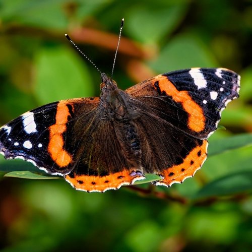 Thumbnail for 'Butterfly Survey 2025' page