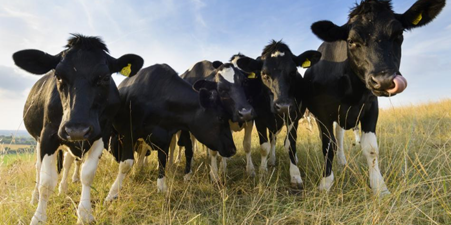 Main image for 'Watch webinar recording: The special quality of milk and meat from grass-fed ruminants'