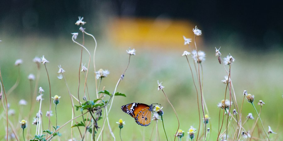 Main image for 'Virtual Roadshow: Roots of Resilience – Enhancing Biodiversity through Agroecology'