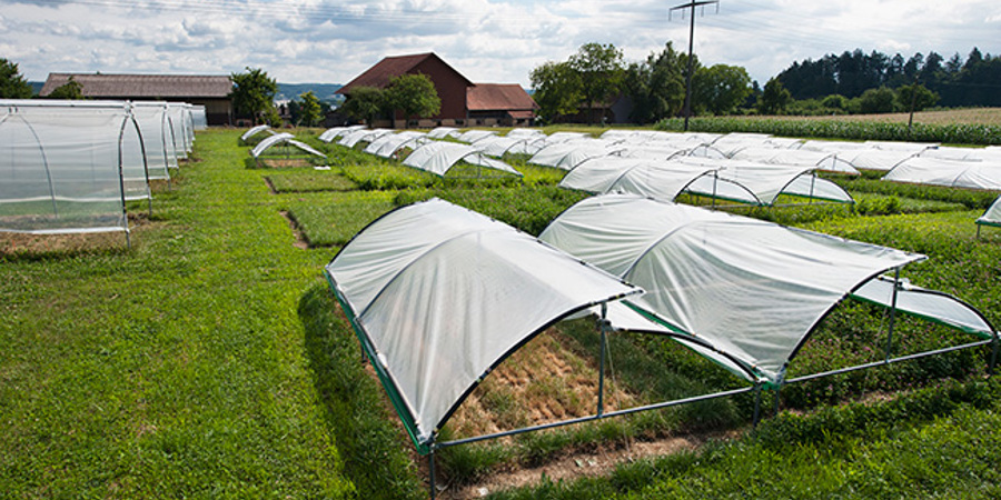 Main image for 'Plant diversity can mitigate adverse drought impacts on grasslands '
