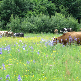 Main image for 'High Nature Value Farming in Western Stara Planina - Bulgaria'