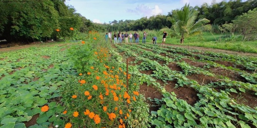 Main image for 'Developing pest conservation biological control with market gardeners in Guadeloupe'