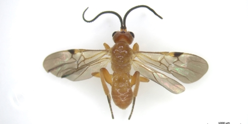 Thumbnail for 'Parasitoid wasps as an agroecological tool of pest control in Guadeloupe '