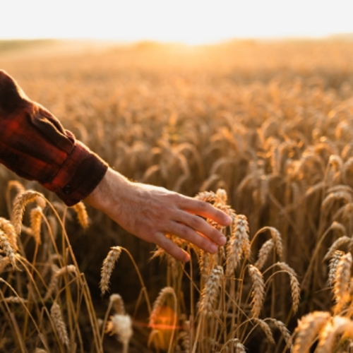 Photograph of a sunset over a wheat field. A person's hand is seen brushing their fingers against the wheat closest to the camera.