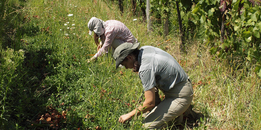Main image for 'Boosting farm resilience: Intercropping and sustainable pest management
'