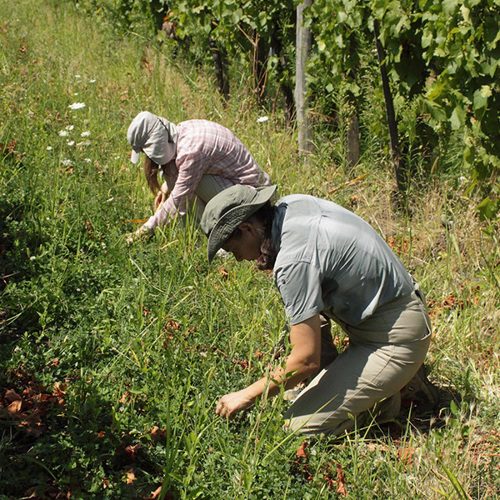 Thumbnail for 'Watch webinar recording: Boosting farm resilience: Intercropping and sustainable pest management' page