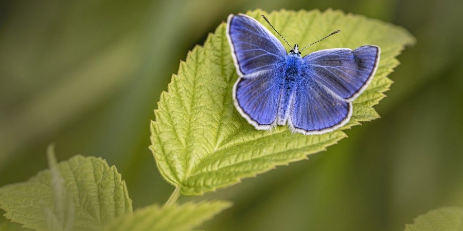 Main image for 'Counting butterflies in urban and rural areas'