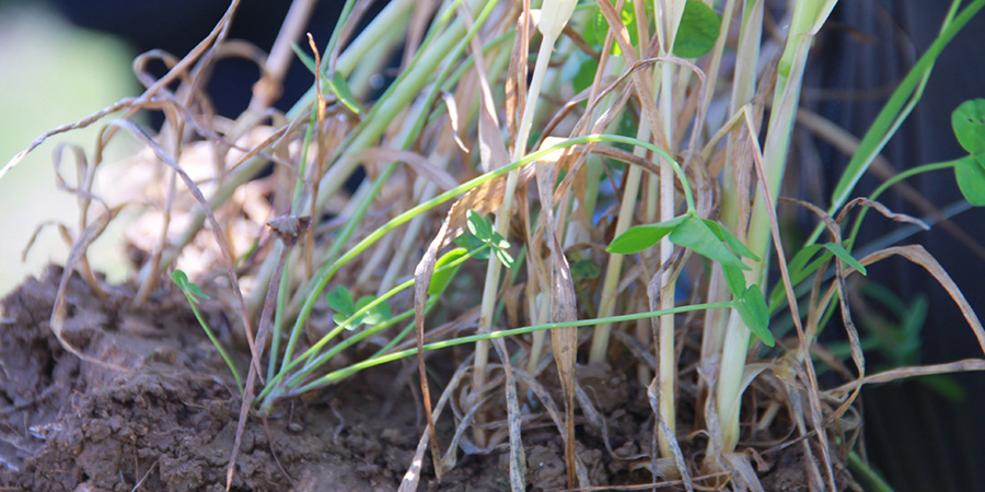 Main image for 'EU Nature Restoration Law - final vote 25 March'