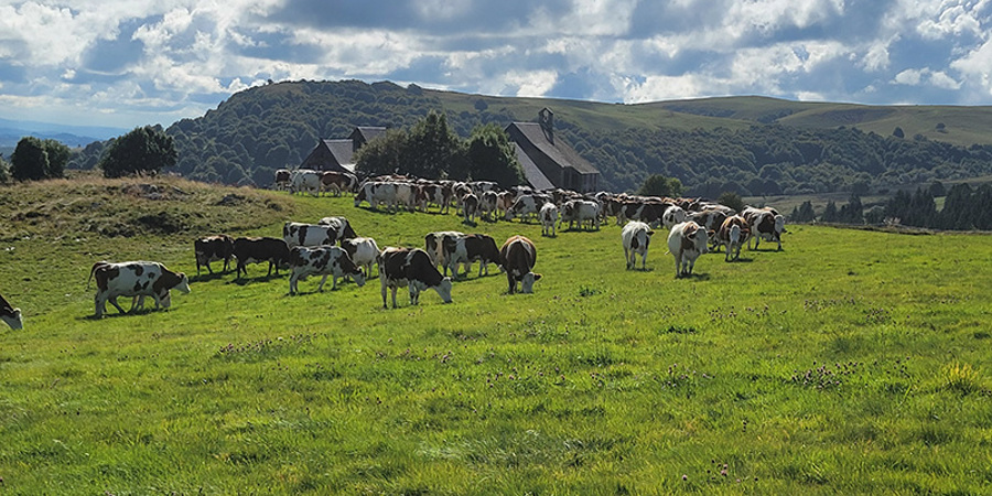 Main image for 'Adapting to climate change: learnings from dairy and arable farmers '