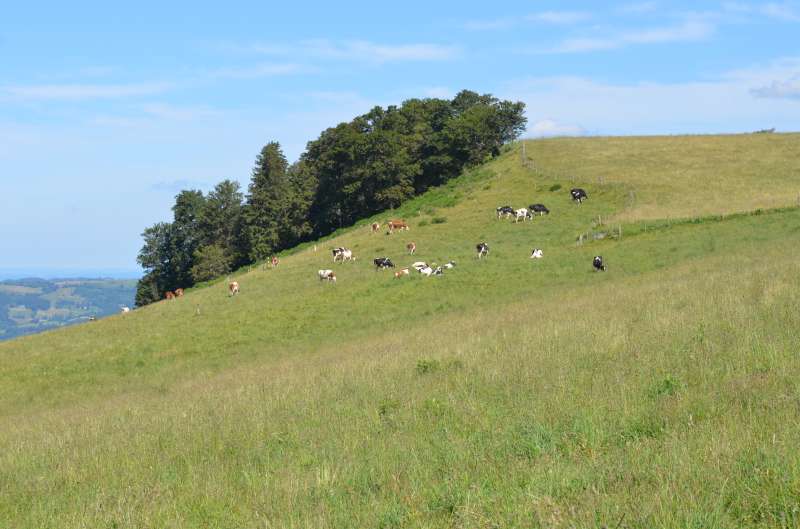 Main image for 'Dairy farmers’ adaptation strategies in uplands'