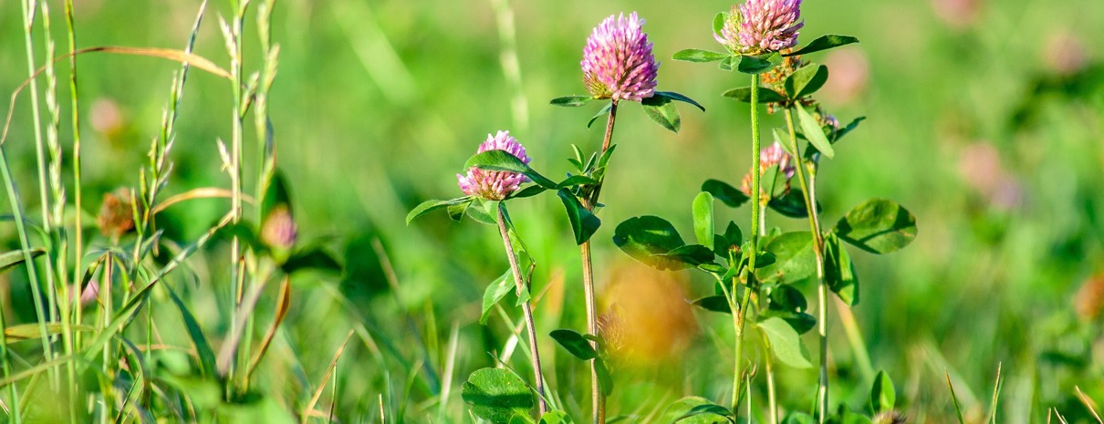 Banner for 'Conservation Agriculture Network - Denmark'