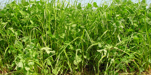 Thumbnail for 'Watch webinar recording: From research to practice - multi-species seed mixtures as a pillar for agroecology'