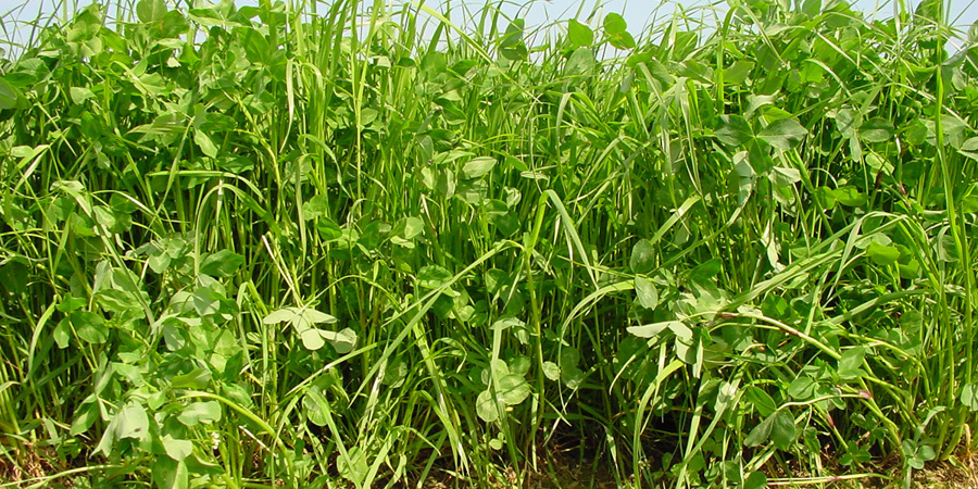 Main image for 'From research to practice: multi-species mixtures as a pillar for agroecology'