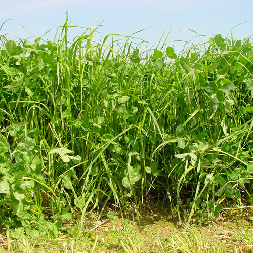 Thumbnail for 'Watch webinar recording: From research to practice - multi-species seed mixtures as a pillar for agroecology' page
