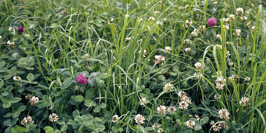 Main image for 'Multi-species mixtures for more agroecological grassland production'