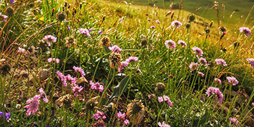 Thumbnail for 'Watch webinar recording: If Organic and Agroecological Farming are the Answer, Why Isn’t Change Happening Faster?'