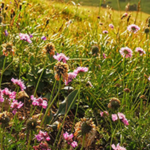 Thumbnail for 'Watch webinar recording: If Organic and Agroecological Farming are the Answer, Why Isn’t Change Happening Faster?' page