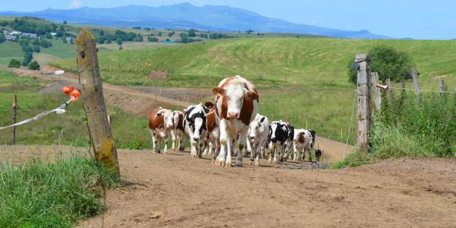 Main image for 'Playing a serious game to improve dialogue on animal farming'