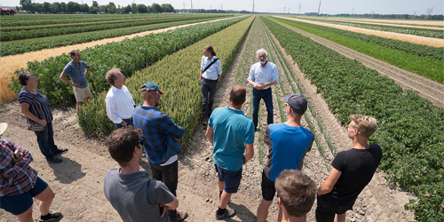 Thumbnail for 'Strip-cropping Network - The Netherlands'