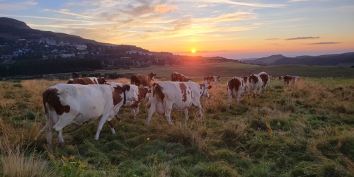 Thumbnail for 'A participatory quiz helps unlock dialogue on dairy farming'