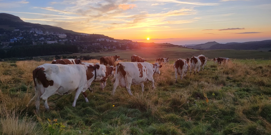 Main image for 'A participatory quiz helps unlock dialogue on dairy farming'