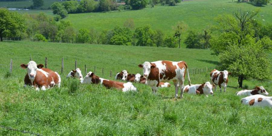 Main image for 'Scaling out niche innovations in animal production areas '