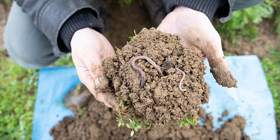 Main image for 'How can Europe Restore its Nature?'