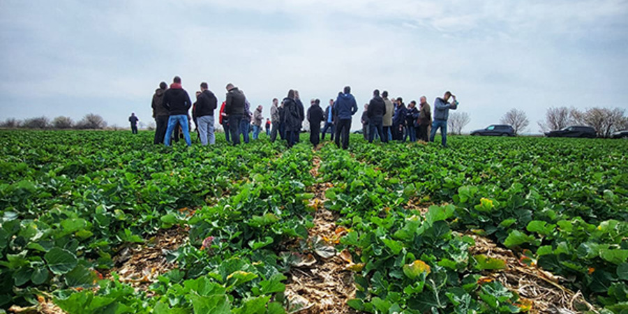 Main image for 'How South Romanian farmers are coping with climate extremes '