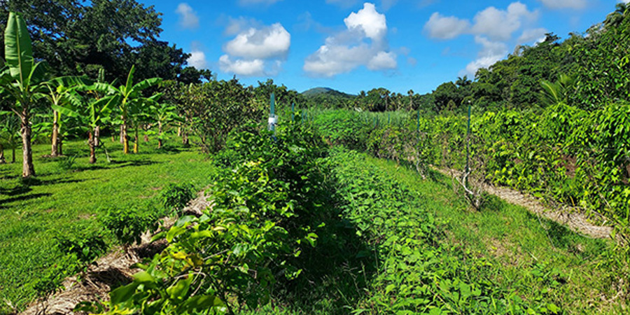 Main image for 'The Creole garden – good for people and planet'