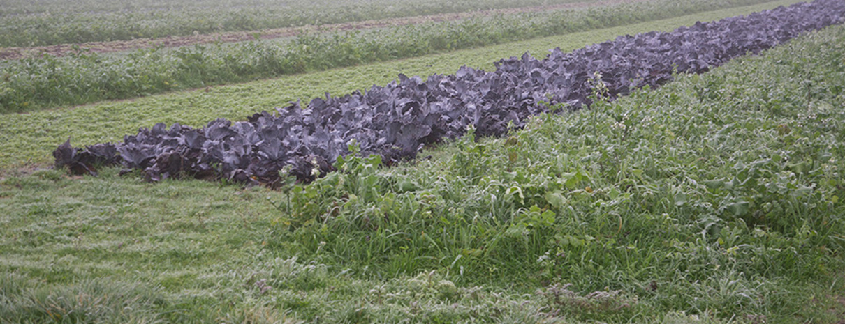 Banner for 'Strip-cropping Network - The Netherlands'
